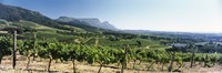 Vineyard with Constantiaberg Range and Table Mountain, Constantia, Cape Town, Western Cape Province, South Africa Fine Art Print