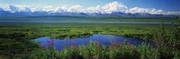 Fireweed flowers in bloom by lake, distant Mount McKinley and Alaska Range in clouds, Denali National Park, Alaska, USA. by Panoramic Images - 36" x 12"