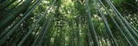 Low angle view of bamboo trees, Arashiyama, Kyoto Prefecture, Kinki Region, Honshu, Japan Fine Art Print