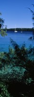 Sailboats in the ocean, Kingdom of Tonga, Vava'u Group of Islands, South Pacific Fine Art Print