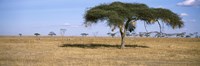 Acacia trees with weaver bird nests, Antelope and Zebras, Serengeti National Park, Tanzania by Panoramic Images - 36" x 12"