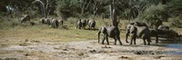 African elephants (Loxodonta africana) in a forest, Hwange National Park, Matabeleland North, Zimbabwe by Panoramic Images - 36" x 12"