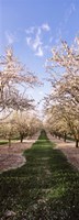 Almond trees in an orchard, Central Valley, California, USA Fine Art Print