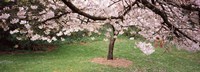Cherry Blossom tree in a park, Golden Gate Park, San Francisco, California, USA Fine Art Print