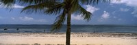 Palm tree on the beach, Malindi, Coast Province, Kenya Fine Art Print