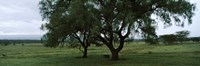 Trees on a landscape, Lake Nakuru National Park, Great Rift Valley, Kenya Fine Art Print