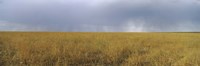 Clouds over a meadow, Masai Mara National Reserve, Great Rift Valley, Kenya Fine Art Print