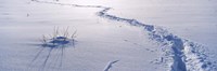 Track on a snow covered landscape, Apennines, Emilia-Romagna, Italy Fine Art Print