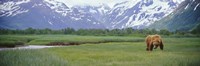 Grizzly bear grazing in a field, Kukak Bay, Katmai National Park, Alaska Fine Art Print
