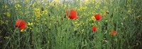 Poppies blooming in oilseed rape (Brassica napus) field, Baden-Wurttemberg, Germany Fine Art Print