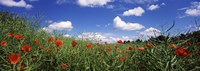 Red poppies blooming in a field, Baden-Wurttemberg, Germany Fine Art Print