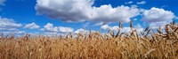 Wheat crop growing in a field, near Edmonton, Alberta, Canada by Panoramic Images - 36" x 12"