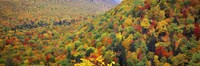 Mountain forest in autumn, Nova Scotia, Canada Fine Art Print