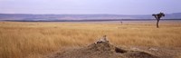 Cheetah (Acinonyx jubatus) sitting on a mound looking back, Masai Mara National Reserve, Kenya by Panoramic Images - 36" x 12"