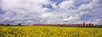 Commuter train passing through oilseed rape (Brassica napus) fields, Baden-Wurttemberg, Germany Fine Art Print