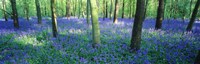 Bluebells in a forest, Charfield, Gloucestershire, England Fine Art Print