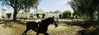 Horse running in an paddock, Gerena, Seville, Seville Province, Andalusia, Spain Fine Art Print