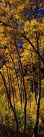 Tall Aspen trees in autumn, Colorado, USA Fine Art Print