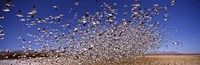 Snow Geest, Bosque del Apache National Wildlife Reserve, New Mexico, USA Fine Art Print
