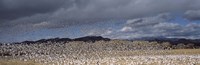 Flock of Snow Geese Flying Under a Cloudy Sky, Bosque del Apache National Wildlife Reserve, New Mexico Fine Art Print