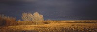 Flock of Snow, Bosque del Apache National Wildlife Reserve, Socorro County, New Mexico Fine Art Print