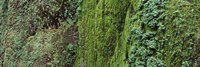 Ferns and moss covered hill, Columbia River Gorge, Oregon, USA by Panoramic Images - 36" x 12"