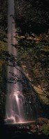 Waterfall in a forest, Columbia Gorge, Oregon, USA by Panoramic Images - 12" x 36"