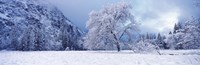 Snow covered oak tree in a valley, Yosemite National Park, California, USA Fine Art Print