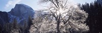 Low angle view of a snow covered oak tree, Yosemite National Park, California, USA Fine Art Print