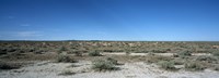 Herd of springboks (Antidorcas marsupialis) grazing in a landscape, Etosha National Park, Kunene Region, Namibia Fine Art Print