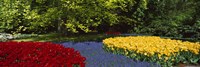 Flowers in a garden, Keukenhof Gardens, Lisse, Netherlands Fine Art Print