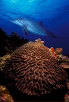 Bottle-Nosed dolphin (Tursiops truncatus) and coral in the sea Fine Art Print