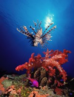 Lionfish (Pteropterus radiata) and Squarespot anthias (Pseudanthias pleurotaenia) with soft corals in the ocean Fine Art Print