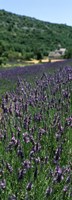 Lavender crop with a monastery in the background, Abbaye De Senanque, Provence-Alpes-Cote d'Azur, France Fine Art Print