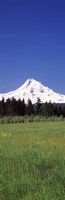 Field with a snowcapped mountain in the background, Mt Hood, Oregon (vertical) Fine Art Print