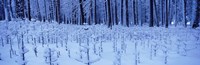 Snow covered trees on a landscape, Yosemite Valley, Yosemite National Park, Mariposa County, California, USA Fine Art Print