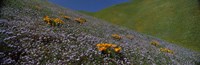 Purple and Orange Wildflowers on a hillside, California Fine Art Print