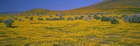 Yellow Wildflowers on a landscape, California Fine Art Print