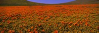 Orange Wildflowers on a landscape, California Fine Art Print