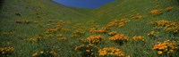Orange Wildflowers on a hillside, California Fine Art Print