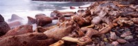 Driftwood on the beach, Oregon Coast, Oregon, USA Fine Art Print