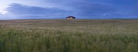 Barley field with a house in the background, Orkney Islands, Scotland Fine Art Print