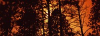 Low angle view of trees at sunrise, Colorado, USA Fine Art Print