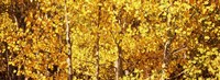 Aspen trees with yellow foliage, Colorado, USA Fine Art Print
