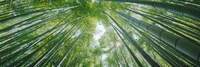 Low angle view of bamboo trees, Hokokuji Temple, Kamakura, Kanagawa Prefecture, Kanto Region, Honshu, Japan Fine Art Print