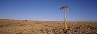 Lone Quiver tree (Aloe dichotoma) in a field, Fish River Canyon, Namibia Fine Art Print