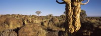 Quiver tree (Aloe dichotoma) growing in a desert, Namibia Fine Art Print