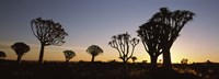 Silhouette of Quiver trees (Aloe dichotoma) at sunset, Namibia Fine Art Print