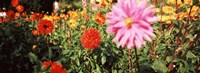 Dahlia flowers in a park, Stuttgart, Baden-Wurttemberg, Germany Fine Art Print