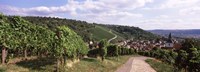 Vineyards, Obertuerkheim, Stuttgart, Baden-Wurttemberg, Germany Fine Art Print